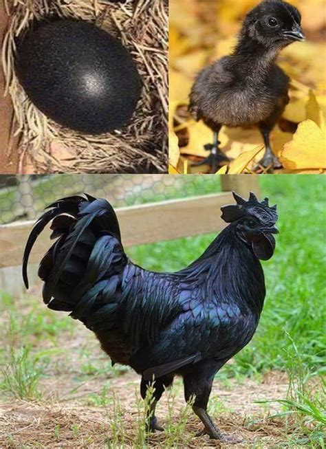 The Beautiful Jet Black Chickenayam Cemani The Breed Originated From