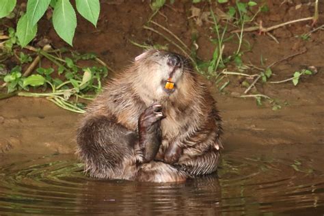 river otter beaver trial devon wildlife trust