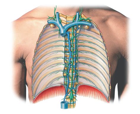 Thoracic Duct Lymphatic Drainage Diagram Quizlet