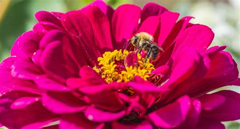 I share which plants in my area. 22 PROVEN Flowers That Attract BEES! 2020 Guide | Annual ...