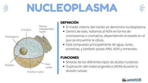 Qué Es El Nucleoplasma Y Su Función Resumen Fácil