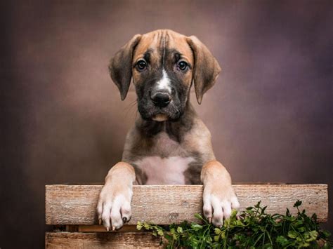 They have had first sho. Great Dane | Pet City Pet Shops