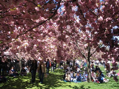 Sakura Matsuri Cherry Blossom Festival Brooklyn Botanic Garden