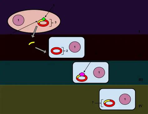 Steps Of Bacterial Transformation