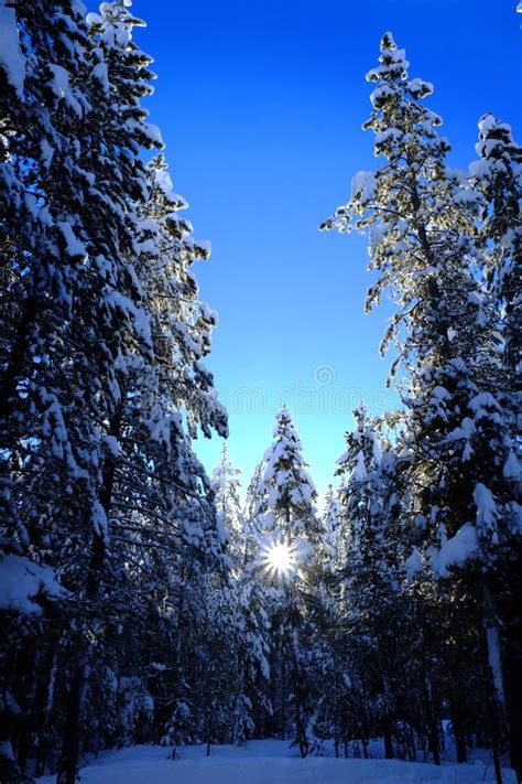 Winter Forest Snowy Pine Trees With Sunshine Blue Sky Stock Image