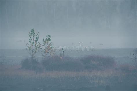 A Beautiful Misty Landscape Of A Fall In Wetlands Autumn Landscape In