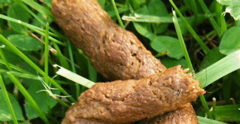 Roundworm In Dogs Poop
