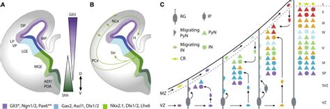 Toward A Genetic Dissection Of Cortical Circuits In The Mouse Neuron