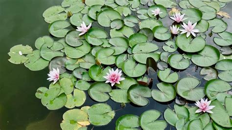The Perfect Answer To The Important Question Are Lily Pads Good For