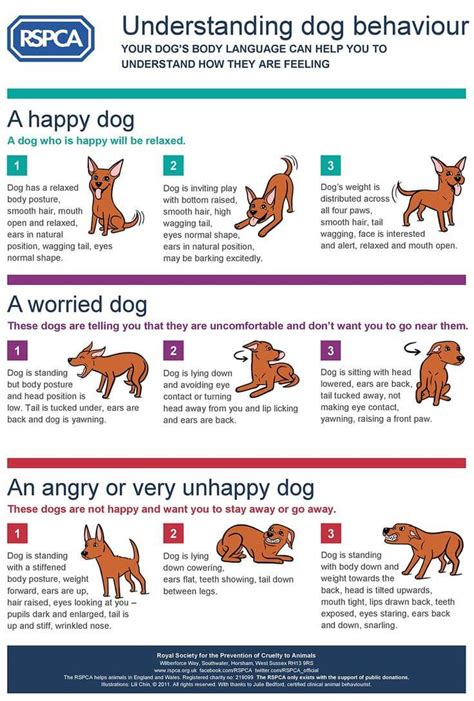 79 Dog Body Language Signals And Expressions √ Gestures Eyes Ears