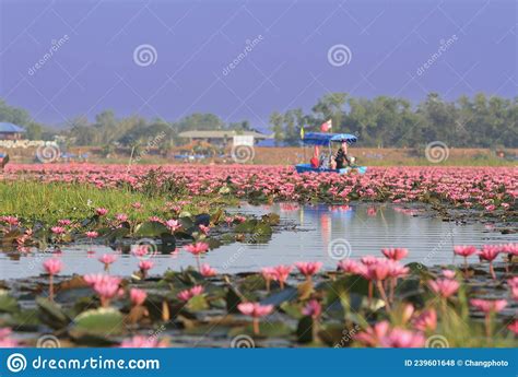 Beautiful Red Lotus Is The Most Famous Attraction Of Udonthanithailand