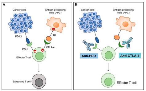 And one quick note on epa registration numbers: Cells | Free Full-Text | Oncolytic Virus Encoding a Master ...