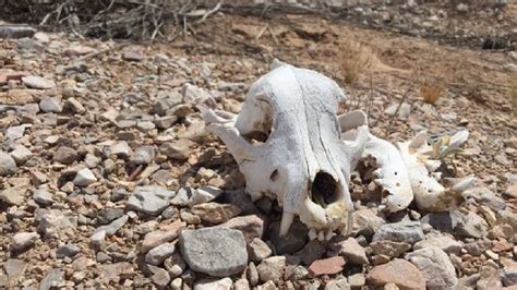 More Dead Animals Found Dumped In The Desert Outside Las Vegas