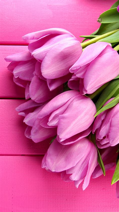 Wallpaper Tulip 4k Hd Wallpaper Spring Flower Pink Nature 3791