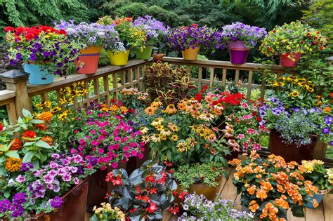 12 Ideas For Flowering Container Gardens