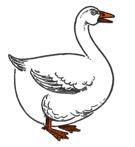 drawing of a goose step by step the graphics fairy