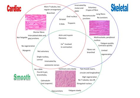 Differences And Similarities Between Cardiac Skeletal And Smooth Muscles