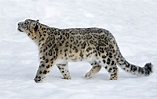 Als Beschäftigung planen leopardo de las nieves Diplomatie Traum ...