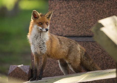 Urban Wildlife How To Find And Photograph City Foxes Nature Ttl