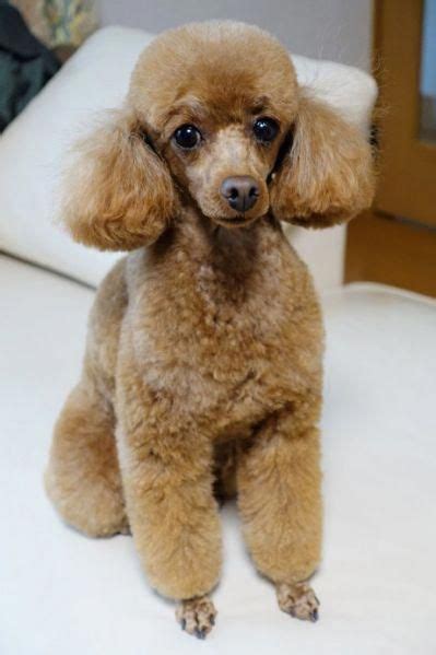 Home Poodle Puppy Toy Poodle Haircut Miniature Poodle Haircuts