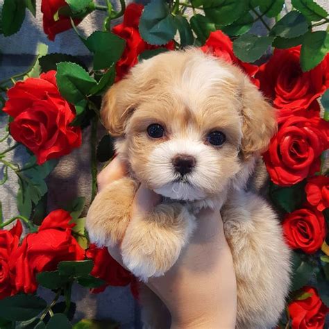 Search for cars, personals & more! toy poodle puppies for sale near me craigslist | Mini ...