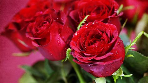 Fonds Décran Roses Rouges Rosée Fleurs 3840x2160 Uhd 4k Image