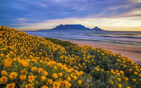 Spring Yellow Coastal Flowers Sandy Beach Sea Waves Cape Town South