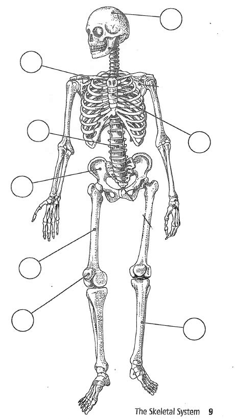 Scientific And Common Names Of Bones Diagram Quizlet