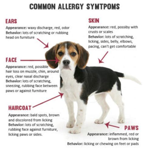 In dogs, environmental allergies are very common. 10 Home Remedies For Dog Allergies | HowHunter