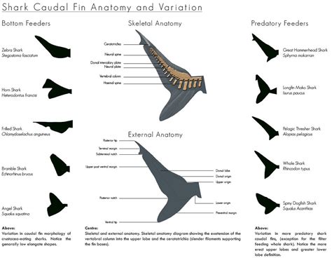 Caudal Definition Anatomy