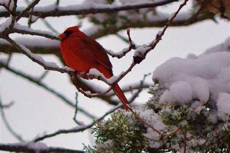 Cardinal On Snowy Branch Photograph By Carleen Williams Pixels