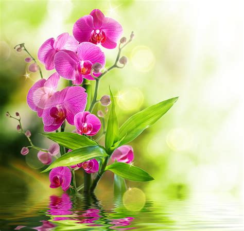 Hd Wallpaper Orchid 5k 4k 8k Pond Wallpaper Flare