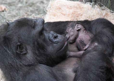 Brookfield Zoo Welcomes Newborn Western Lowland Gorilla Chicago