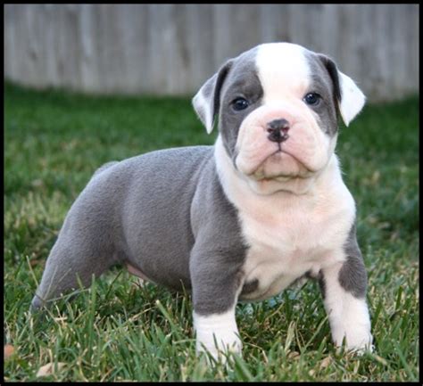 Shrinkabulls thunder storm best world renowned. Bubba x Scarlet | Olde English Bulldogge Puppies