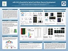 Free Research Poster Templates and Tutorials