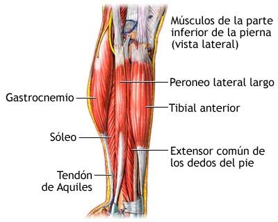 Cuando el glúteo mayor toma su punto fijo de la pelvis, se extiende la articulación acetabulofemoral y trae el muslo doblado en una línea con el cuerpo. » Anatomía De Los Músculos De Las Piernas » MT