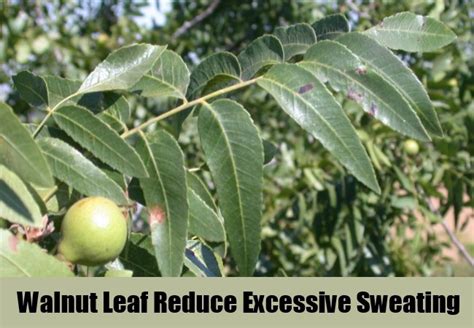 7 Herbal Remedies For Excessive Sweating Search Home Remedy