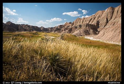 Picturephoto Grasses And Badlands In Conata Basin Badlands National Park