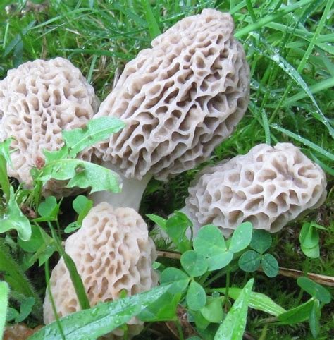Foraging Morel Mushrooms: How to Find, Identify, Preserve and Cook ...