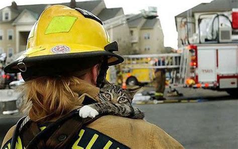 Firemen Rescue Cute And Cuddly Cats 12 Pics