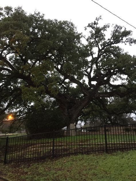 18 Founders Oakancient Oak Tree In New Braunfels Texas Ideas Oak