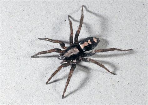 House Spiders Of Ohio Seen These Lately