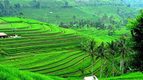 Jatiluwih Rice Terrace Yas Bali Tour