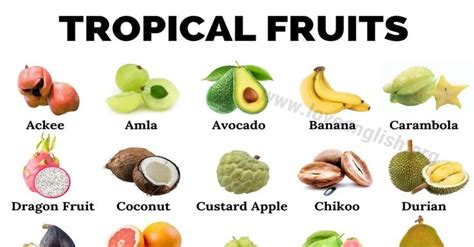 Tropical Fruits List Tropical Fruit Is A Type Of Fruits That Includes