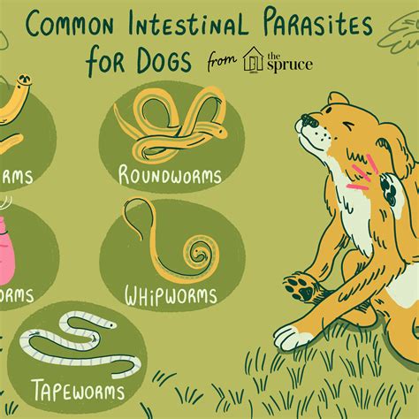 Dog Worm Identifying Types
