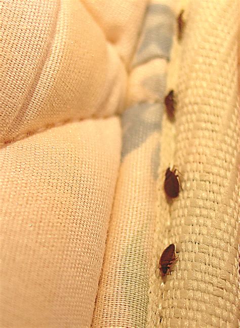 Bed Bug Pictures