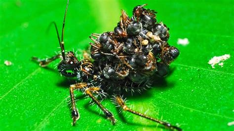 The Nymphs Of Acanthaspis Petax Is A Species Of Assassin Bug That