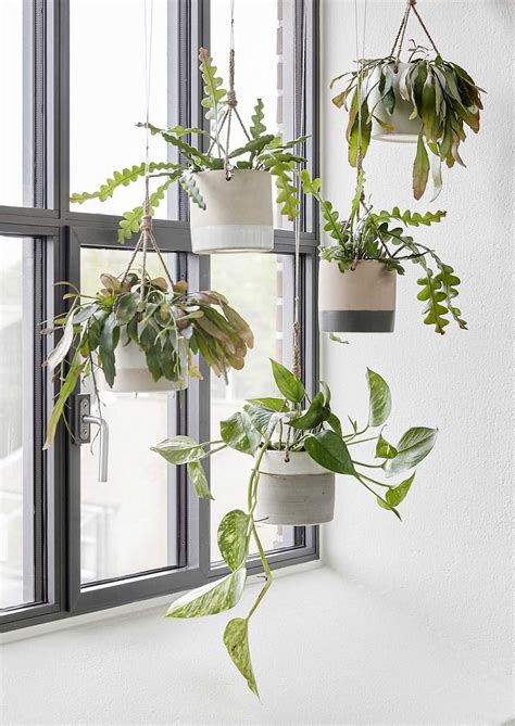 Hanging Indoor Plant Ideas At Plant