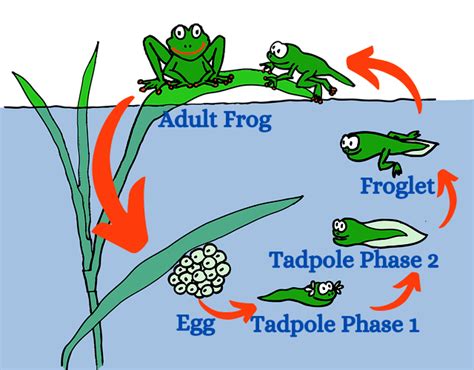 Life Cycle Of A Frog 4 Stages Of A Frog Life Cycle And Facts