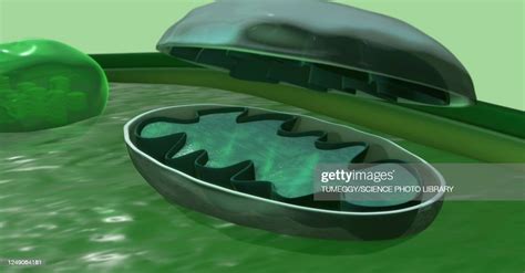 Mitochondrion In A Plant Cell 3d Illustration High Res Vector Graphic